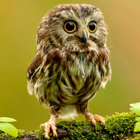 Animal Hidden Stars
