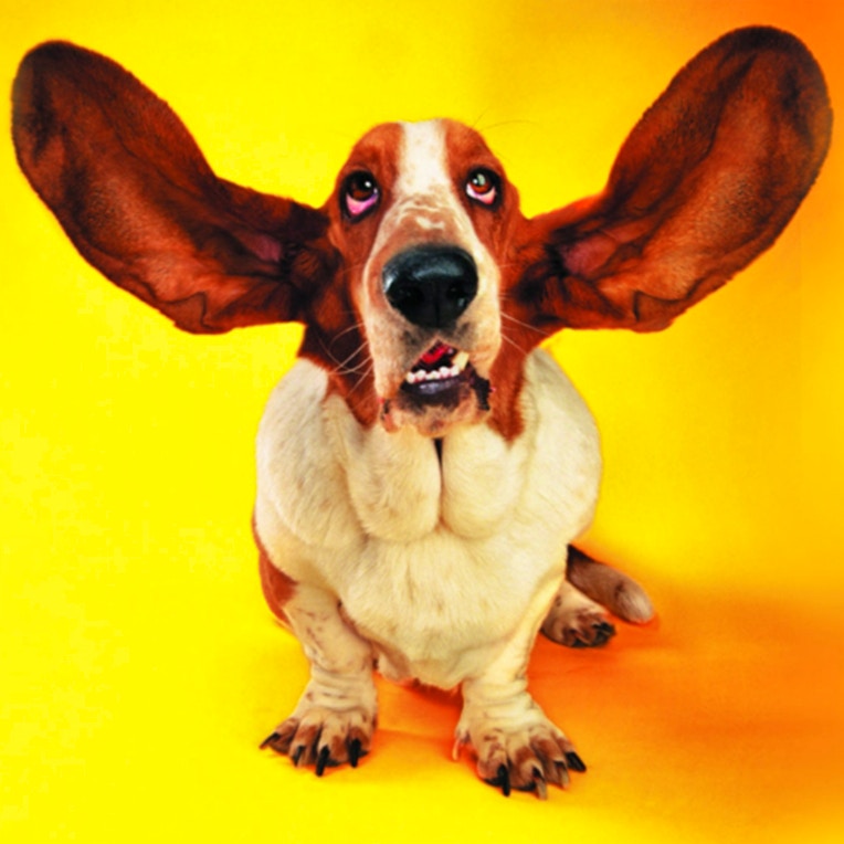Funny Cats and Dogs Jigsaw Puzzle