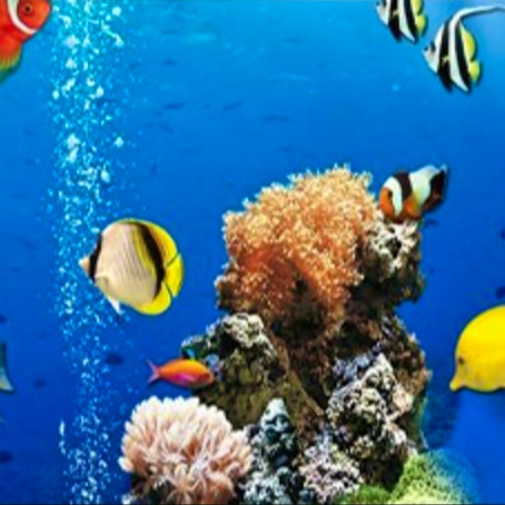 Sea Underwater Difference