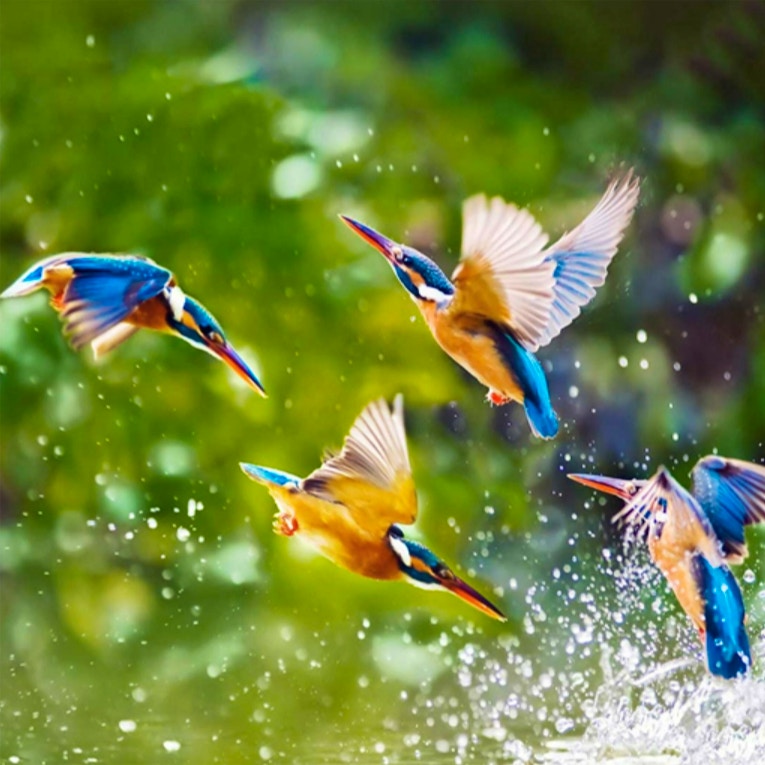 Flying Birds Slide