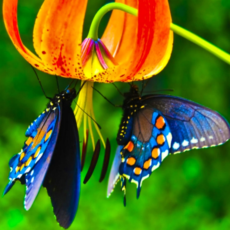 Butterfly Slide game