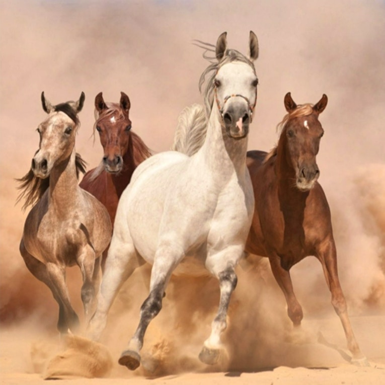 Running Horse Slide preview