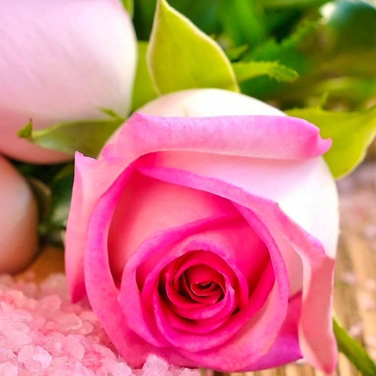Pink Roses Puzzle preview